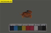 藏品(礁石假團扇蟹)的圖片